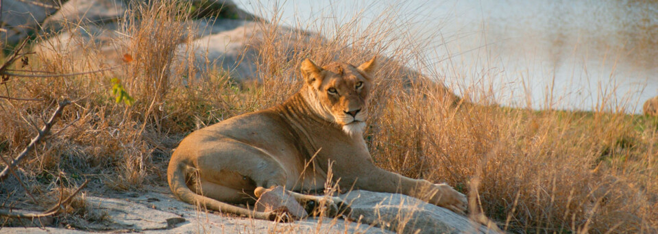 Löwe am Wasserloch im Krüger Nationalpark, Südafrika