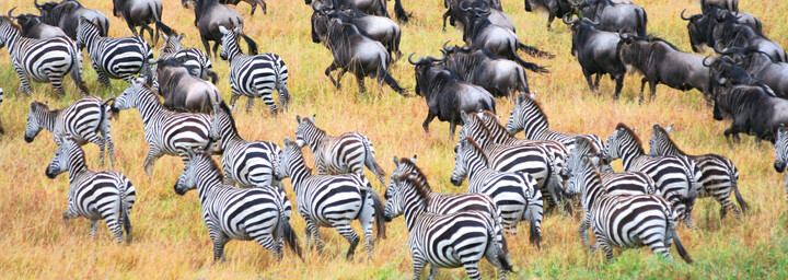 Zebra- und Gnu Herde im Serengeti NP