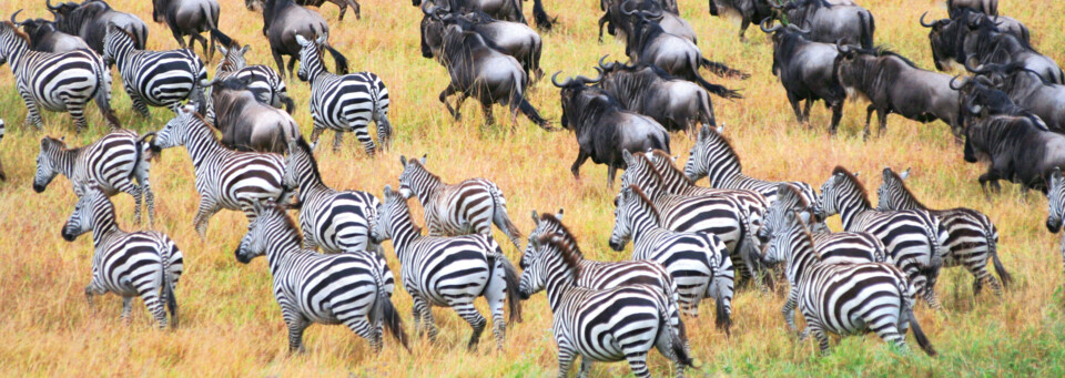 Zebra- und Gnu Herde im Serengeti NP