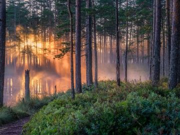 Nadelwälder in Finnland