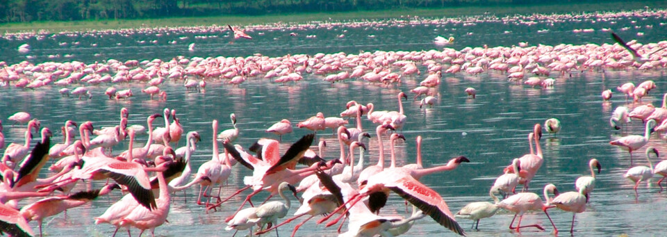 Flamingos Salzpfannen Botswana