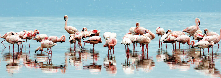 Lake Nakuru Kenia