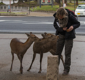 Japan Reisebericht. Zahme Hirsche in Nara im Park des Tempels Todai-ji