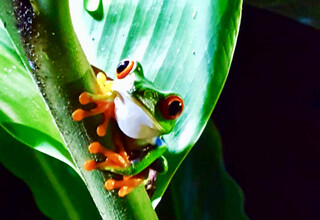 Costa Rica Reisebericht - Costa Rica Frosch