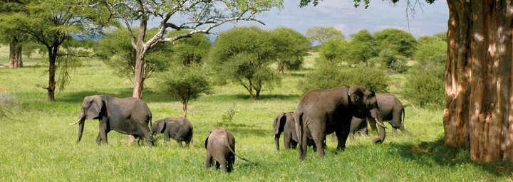 Ngorongoro Krater - Elefanten