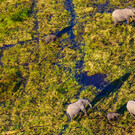 Chobe & Okavango Delta