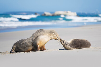 Seal Bay - Die Tierwelt auf Kangaroo Island