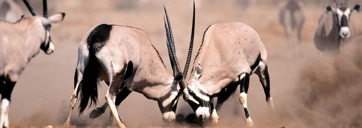 Kämpfende Oryxantilopen
