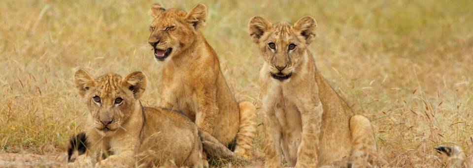 Selous Wildreservat - Löwen
