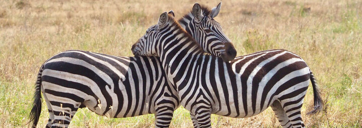 Zebras im Serengeti Park