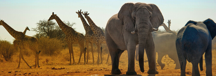 Elefanten und Giraffen im Etosha Nationalpark