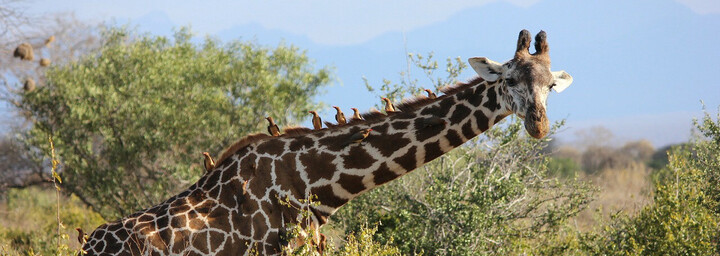 Giraffe im Tsavo West NP