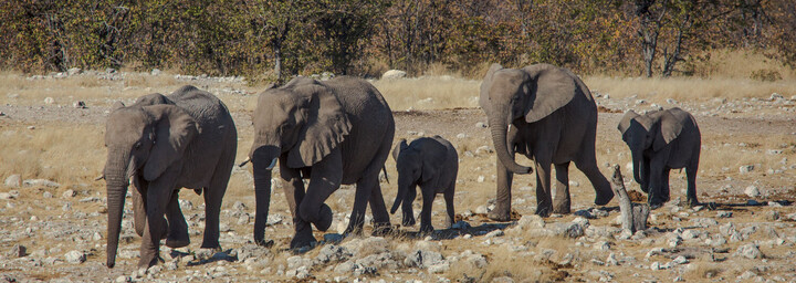 Elefantenfamilie im Etosha Nationalpark