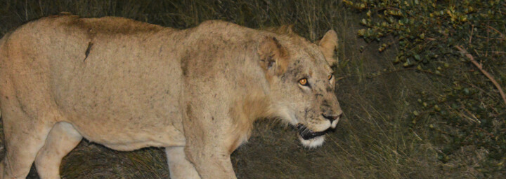 Löwin im Krüger Nationalpark - Südliches Afrika Reisebericht