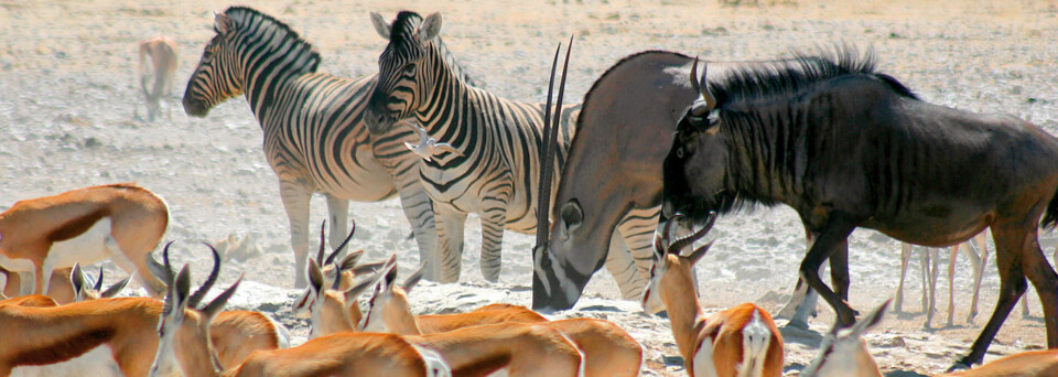 Tierherde im Etosha Nationalpark