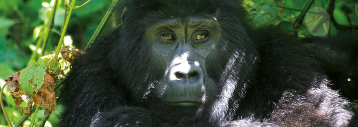 Gorilla im Bwindi Impenetrable Forest Uganda