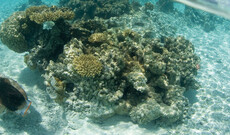 Moorea's Unterwasserwelt