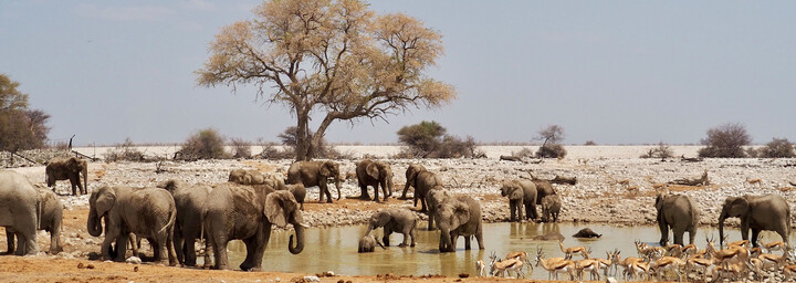 Tiere am Wasserloch im Etosha Nationalpark