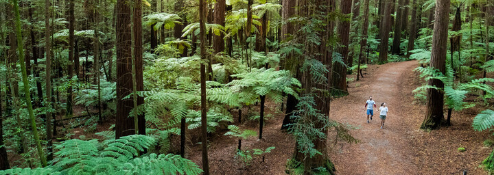 The Redwoods in Rotuora