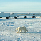Tundra-Buggy-Tour zu den Eisbären