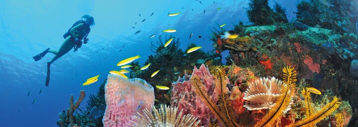 Unterwasserwelt Martinique