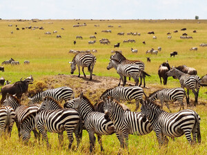 Zebras in der Masai Mara
