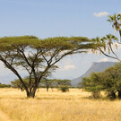Masai Mara Fly-In Tour