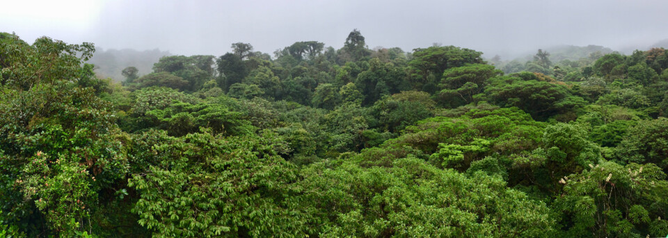 Costa Rica Reisebericht - Monteverde Nebelwald