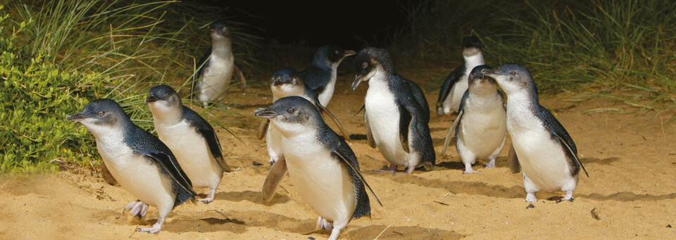 Phillip Island - Pinguin Parade