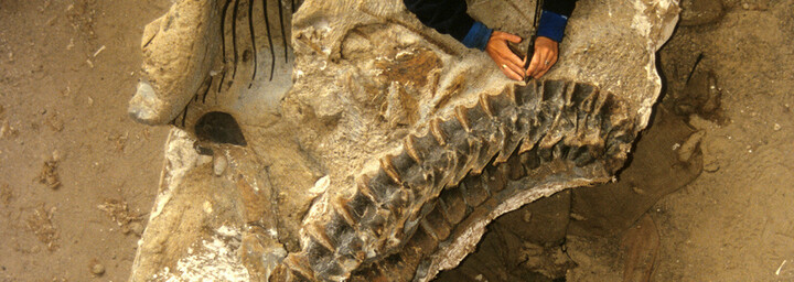 Dinosaurier Überreste in Vernal
