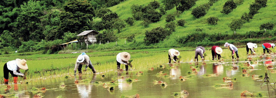 Reisfelder Chiang Rai