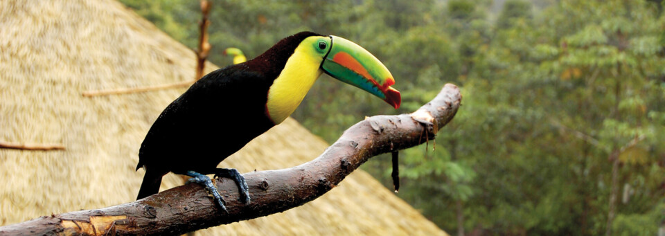 Tucan - Costa Rica