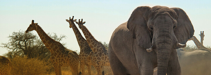 Giraffen und Elefanten Etosha Nationalpark
