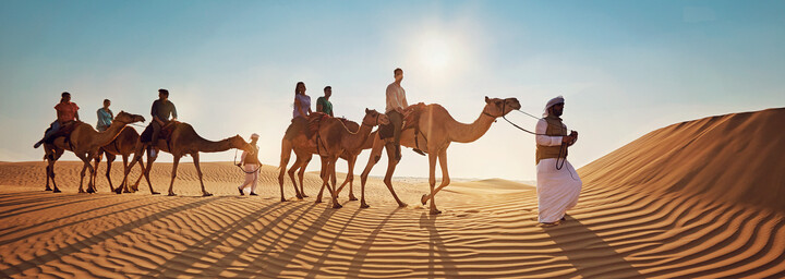 Kamele in Wüste von Abu Dhabi