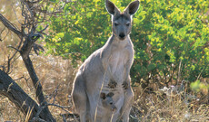 Kangaroo Island Entdeckertour