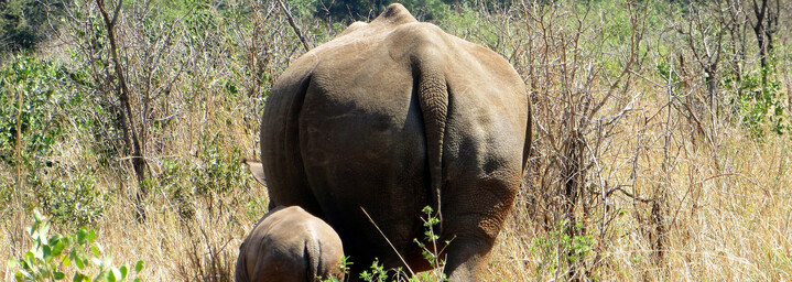 Reisebericht Südafrika: Nashörner