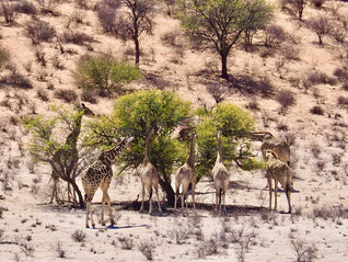 Reisebericht Namibia - Giraffen im Kgalagadi-Transfrontier-Nationalpark