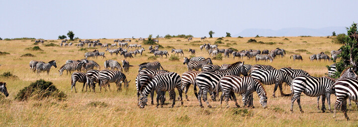 Safari - Zebras