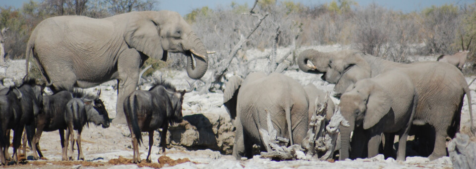 Reisebericht Namibia: Tierwelt im Etosha Nationalpark