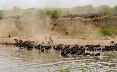 Gnu Migration im Serengeti