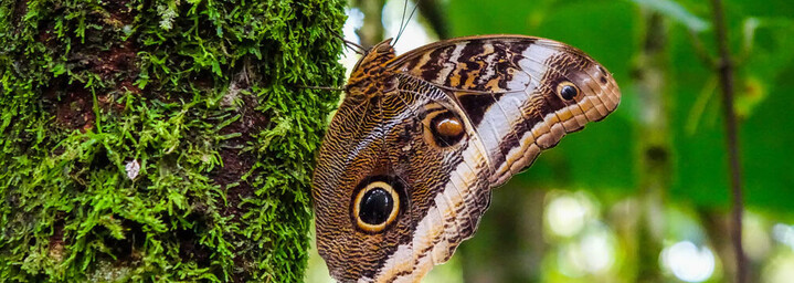 Schmetterling in Arenal Costa Rica