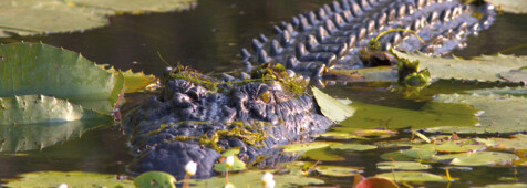 East Alligator River Bootstour