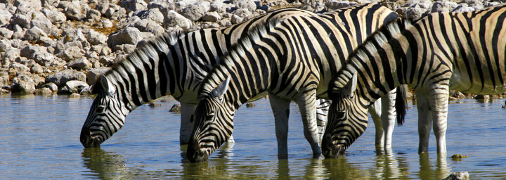 Zebras am Wasserloch im Etosha Nationalpark