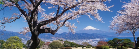 Fuji-San zur Kirschblüte