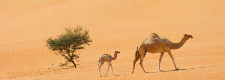 Kamele in der Wahiba Sands Wüste
