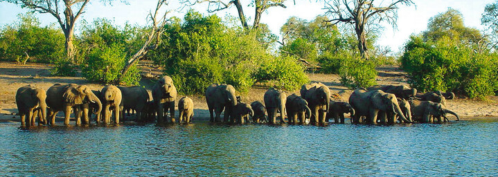 Chobe Nationalpark Elefanten am Wasser