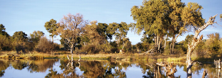 Khwai River und Bäume in Botswana