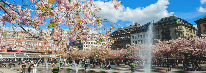 Kirschblüte in Stockholm