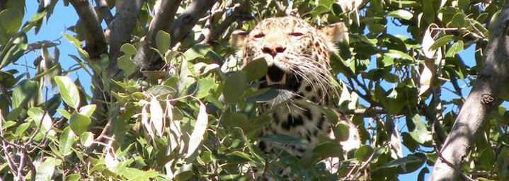 Reisebericht Südafrika: Leopard im Mala Mala Game Reserve