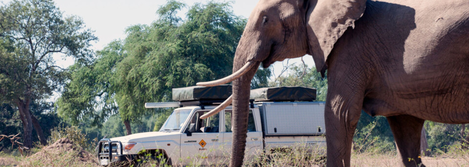 Bushlore Camper Elefant